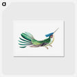 アートポストカード-Colorful vintage hummingbird illustration - エルンスト ヘッケル Postcard.