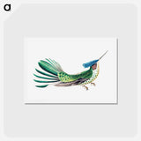 アートポストカード-Colorful vintage hummingbird illustration - エルンスト ヘッケル Postcard.