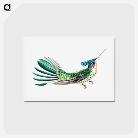 アートポストカード-Colorful vintage hummingbird illustration - エルンスト ヘッケル Postcard.