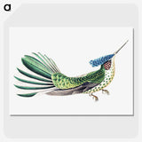 1-31_Ernst-Haeckel_picture-crop
