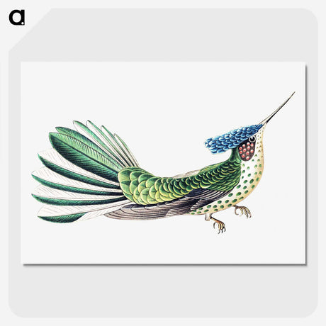 1-31_Ernst-Haeckel_picture-crop