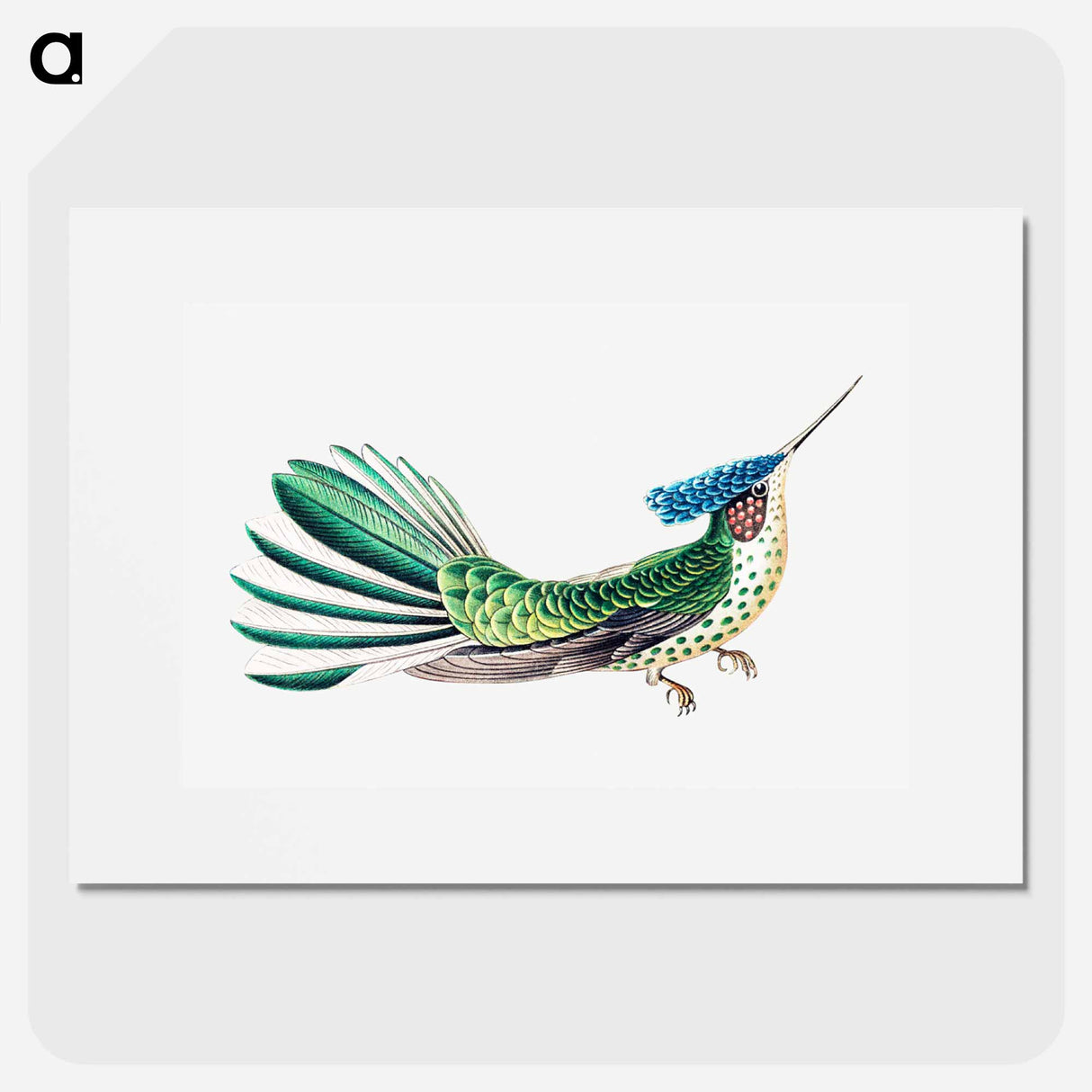 Colorful vintage hummingbird illustration - エルンスト ヘッケル Poster.