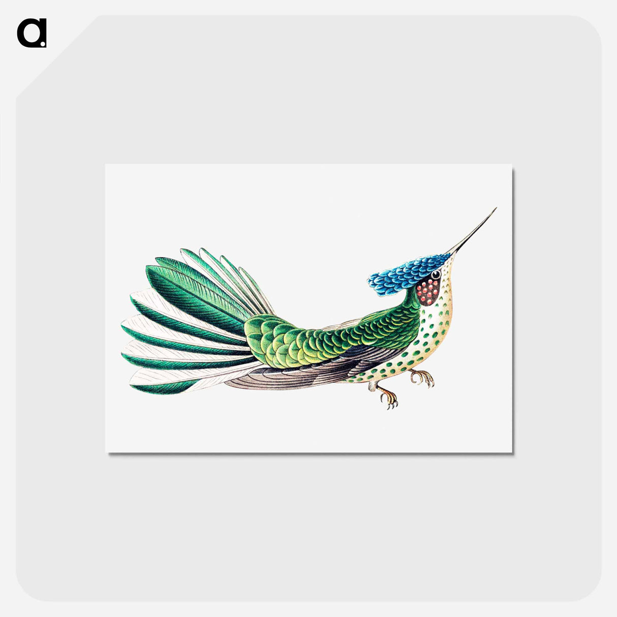 アートポストカード-Colorful vintage hummingbird illustration - エルンスト ヘッケル Postcard.