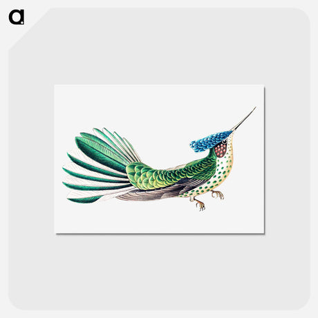 アートポストカード-Colorful vintage hummingbird illustration - エルンスト ヘッケル Postcard.
