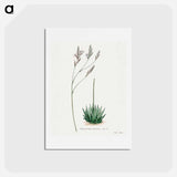 アートポストカード-Howarthia
 - サボテン科 Postcard.