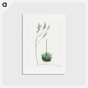 アートポストカード-Howarthia
 - サボテン科 Postcard.