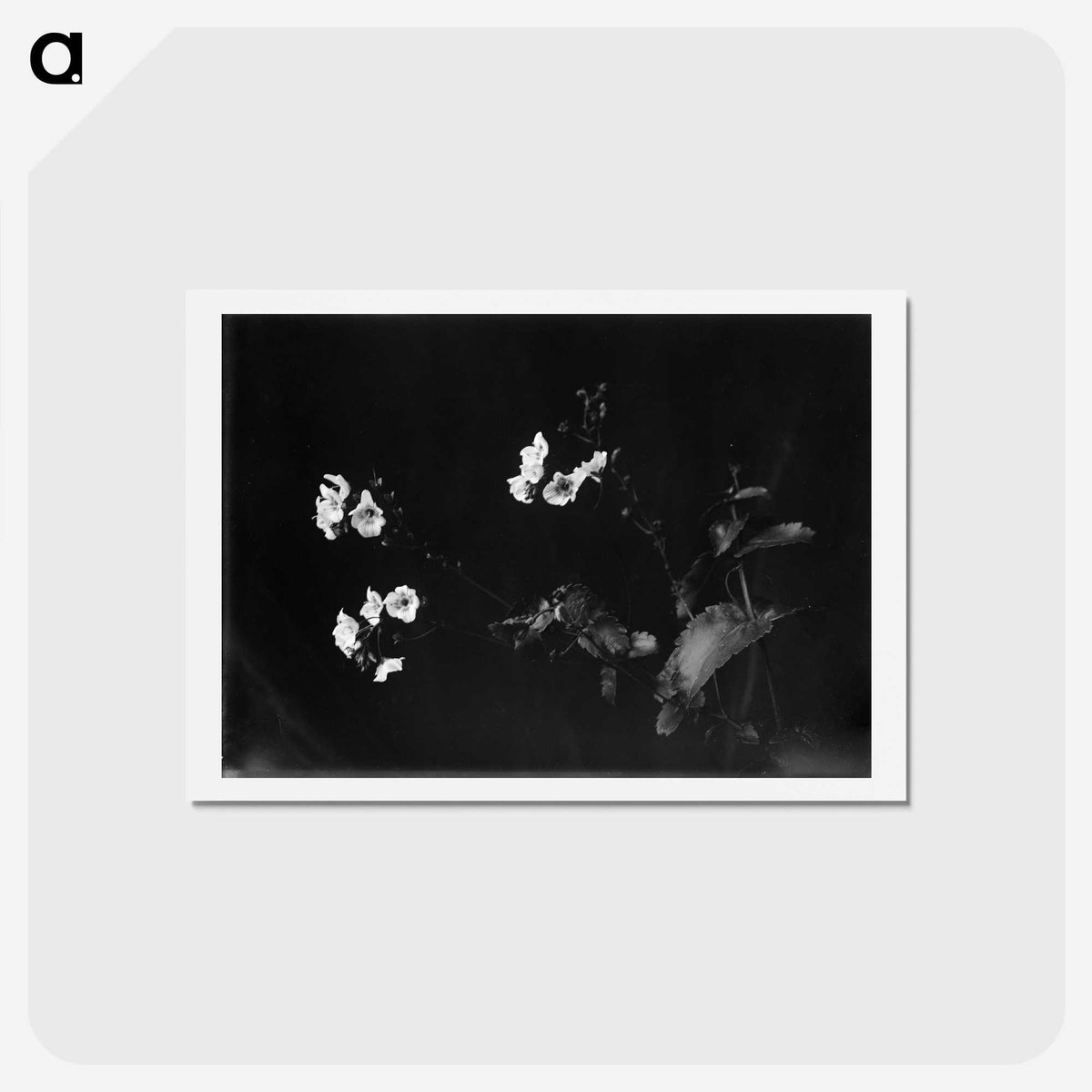 1-31_Frederick-Charles-Brockett_hagaki