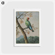 アートポストカード-Bird Study
 - ジョージ エドワーズ Postcard.