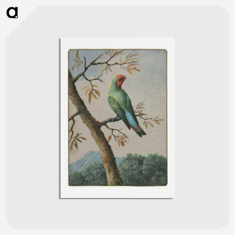 アートポストカード-Bird Study
 - ジョージ エドワーズ Postcard.