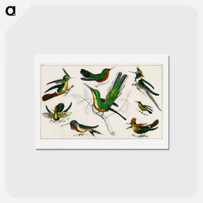 アートポストカード-Birds from Goldsmith's Animated Nature
 - ゴールドスミスの生き生きとした自然 Postcard.