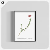1-31_Histoire-des-Plantes-Grasses_blk-crop