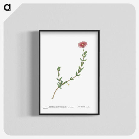 1-31_Histoire-des-Plantes-Grasses_blk-crop
