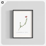 1-31_Histoire-des-Plantes-Grasses_blk