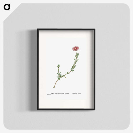 1-31_Histoire-des-Plantes-Grasses_blk
