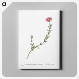 1-31_Histoire-des-Plantes-Grasses_canvas