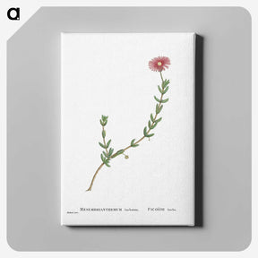 1-31_Histoire-des-Plantes-Grasses_canvas