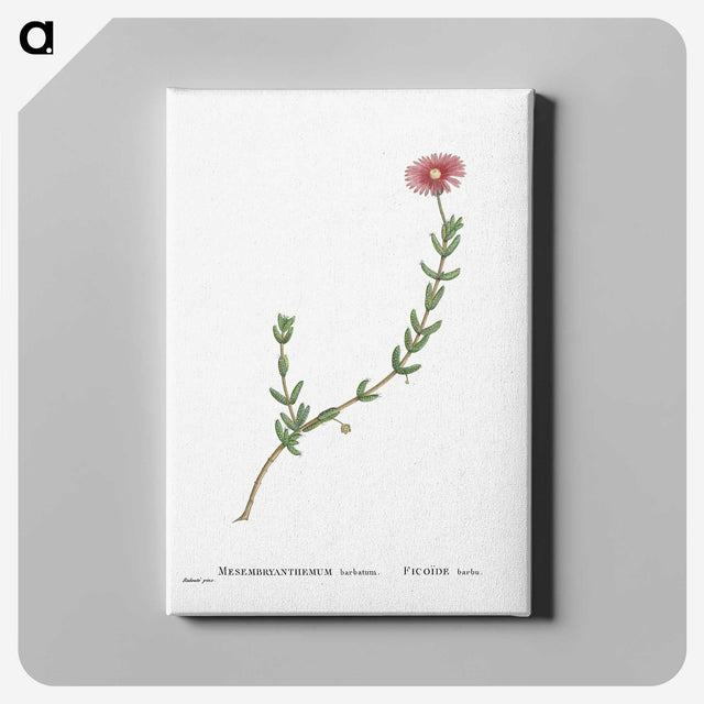 1-31_Histoire-des-Plantes-Grasses_canvas