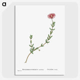 1-31_Histoire-des-Plantes-Grasses_picture-crop