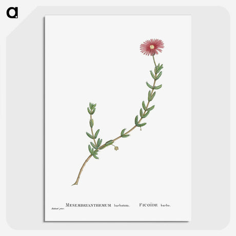 1-31_Histoire-des-Plantes-Grasses_picture-crop