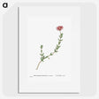 1-31_Histoire-des-Plantes-Grasses_picture