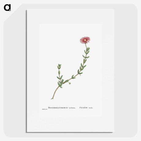 1-31_Histoire-des-Plantes-Grasses_picture