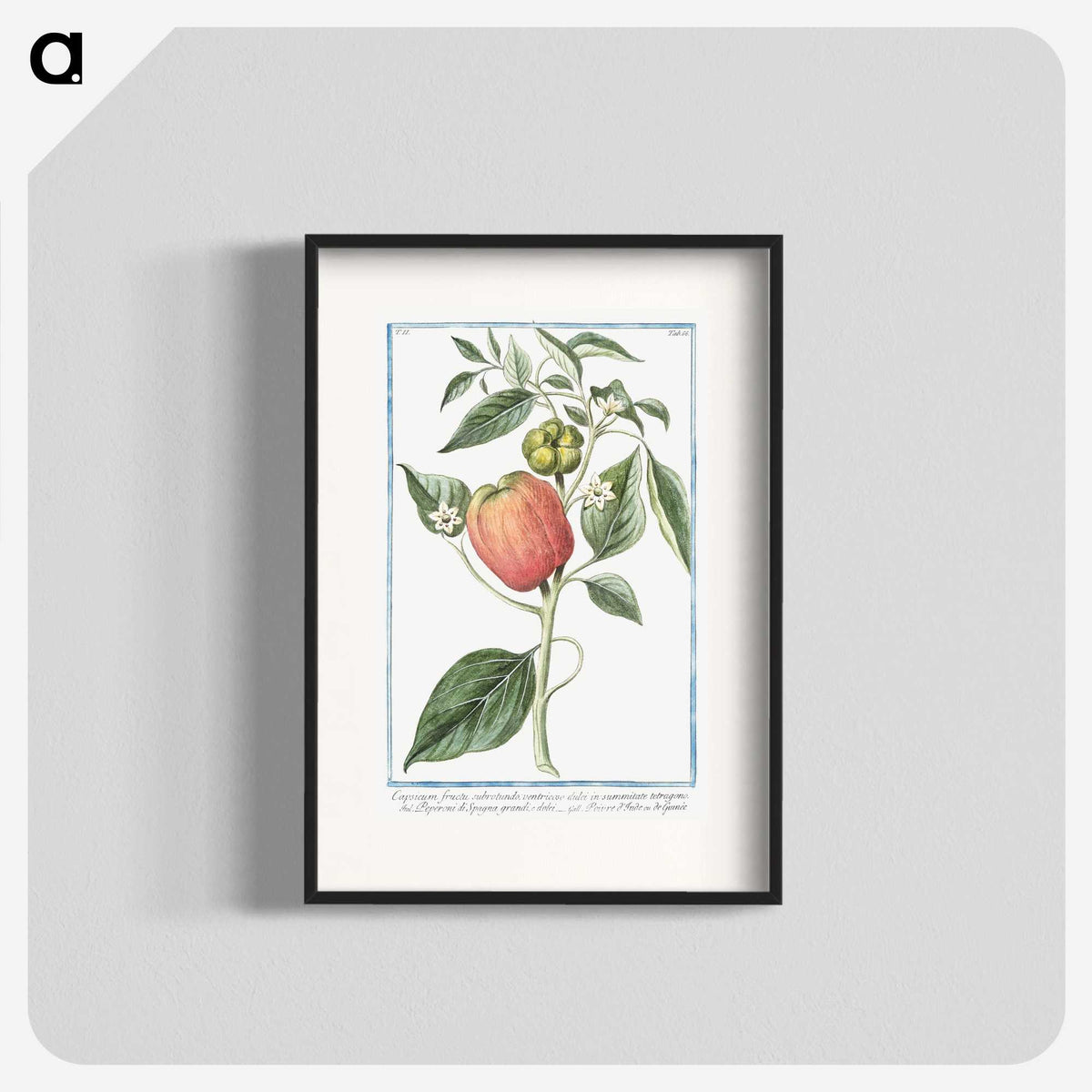 1-31_Hortus-Romanus-Botanical-Plates_blk