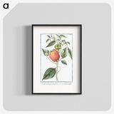 1-31_Hortus-Romanus-Botanical-Plates_blk