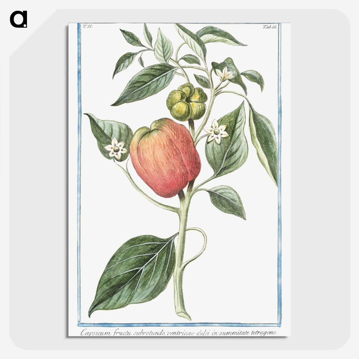 1-31_Hortus-Romanus-Botanical-Plates_picture-crop