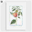1-31_Hortus-Romanus-Botanical-Plates_picture