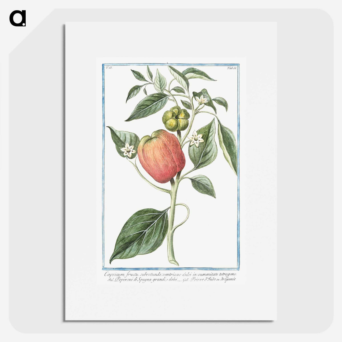 1-31_Hortus-Romanus-Botanical-Plates_picture