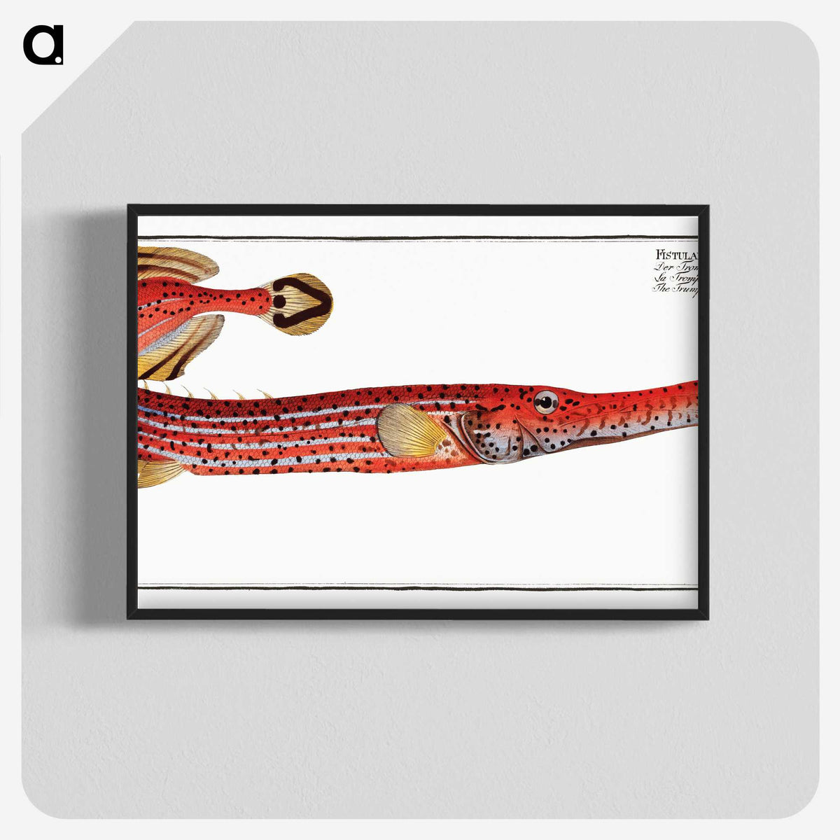 1-31_Ichtyologie-ou-Histoire-naturelle_blk-crop
