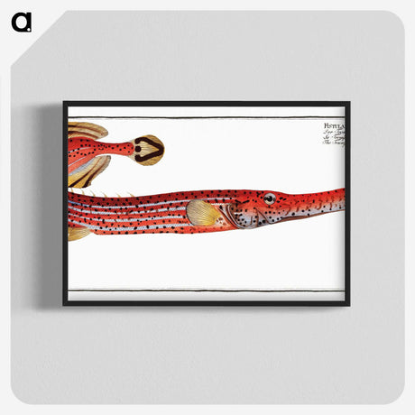 1-31_Ichtyologie-ou-Histoire-naturelle_blk-crop