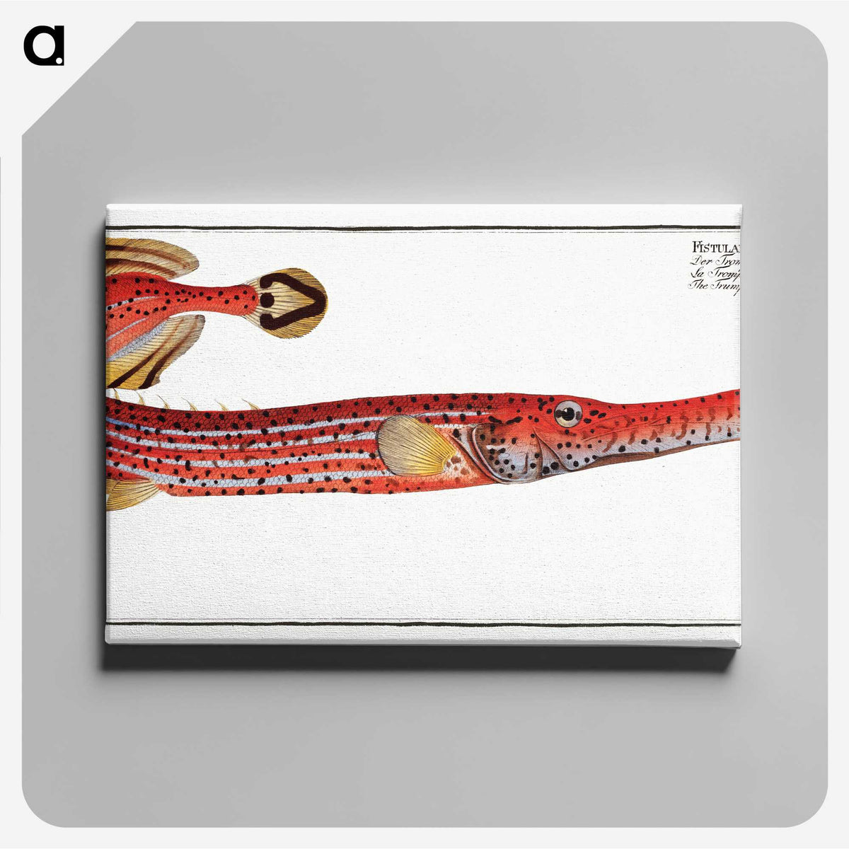 1-31_Ichtyologie-ou-Histoire-naturelle_canvas