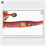 1-31_Ichtyologie-ou-Histoire-naturelle_picture-crop
