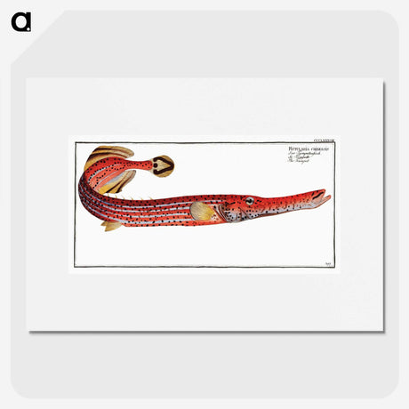 1-31_Ichtyologie-ou-Histoire-naturelle_picture