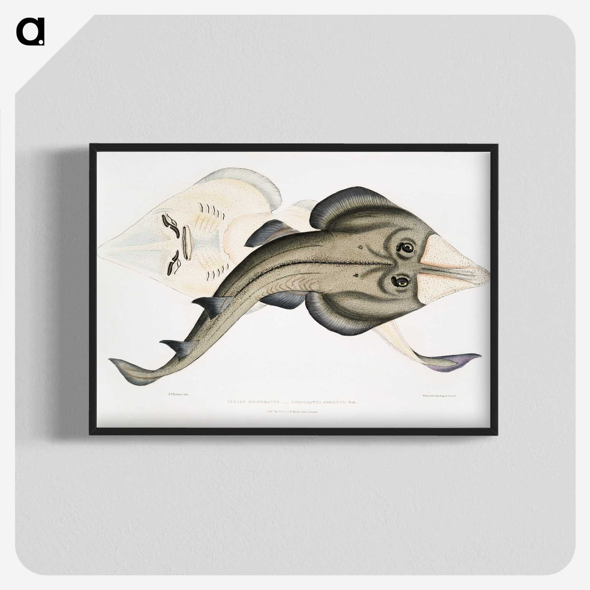 1-31_Indian-Zoology_blk-crop