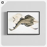 1-31_Indian-Zoology_blk-crop