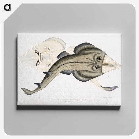 1-31_Indian-Zoology_canvas