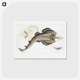 1-31_Indian-Zoology_hagaki