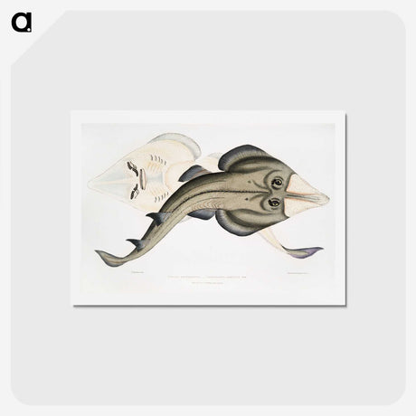 1-31_Indian-Zoology_hagaki