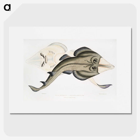 1-31_Indian-Zoology_picture
