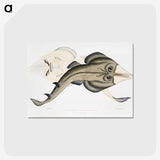 1-31_Indian-Zoology_postcard