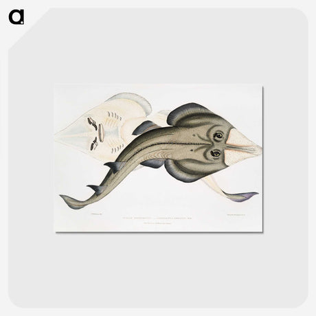 1-31_Indian-Zoology_postcard