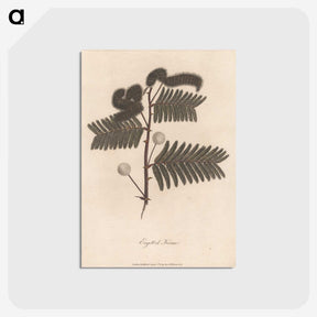 1-31_James-Heath_postcard