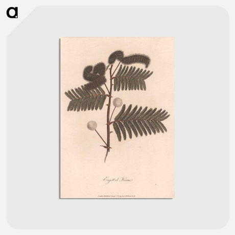 アートポストカード-Ergett el Krome
 - ジェームス ヒース Postcard.