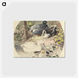 British Ducks
 - ジョン フレデリック ヘリング Postcard.