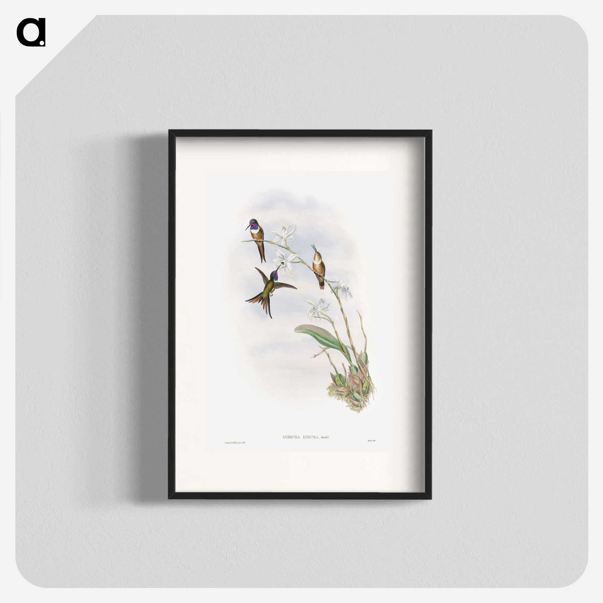 1-31_John-Gould_blk