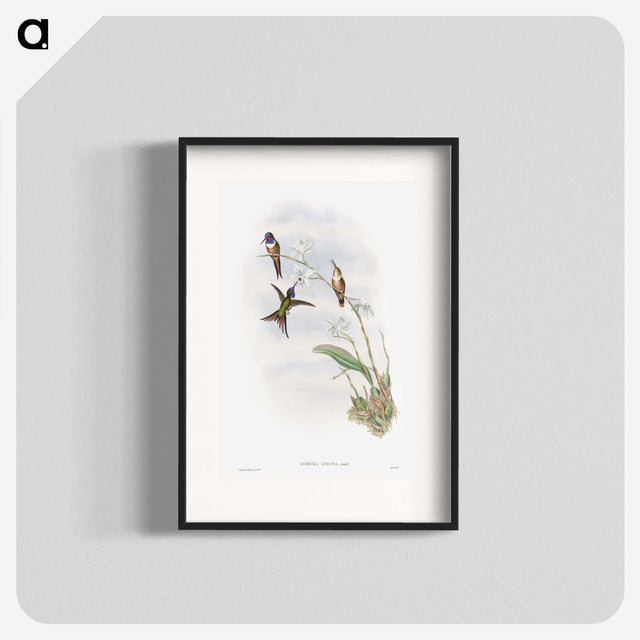 1-31_John-Gould_blk