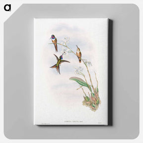 アートパネル-The Family of Hummingbirds
 - ジョン グールド Canvas.