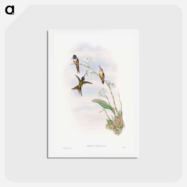 アートポストカード-The Family of Hummingbirds
 - ジョン グールド Postcard.